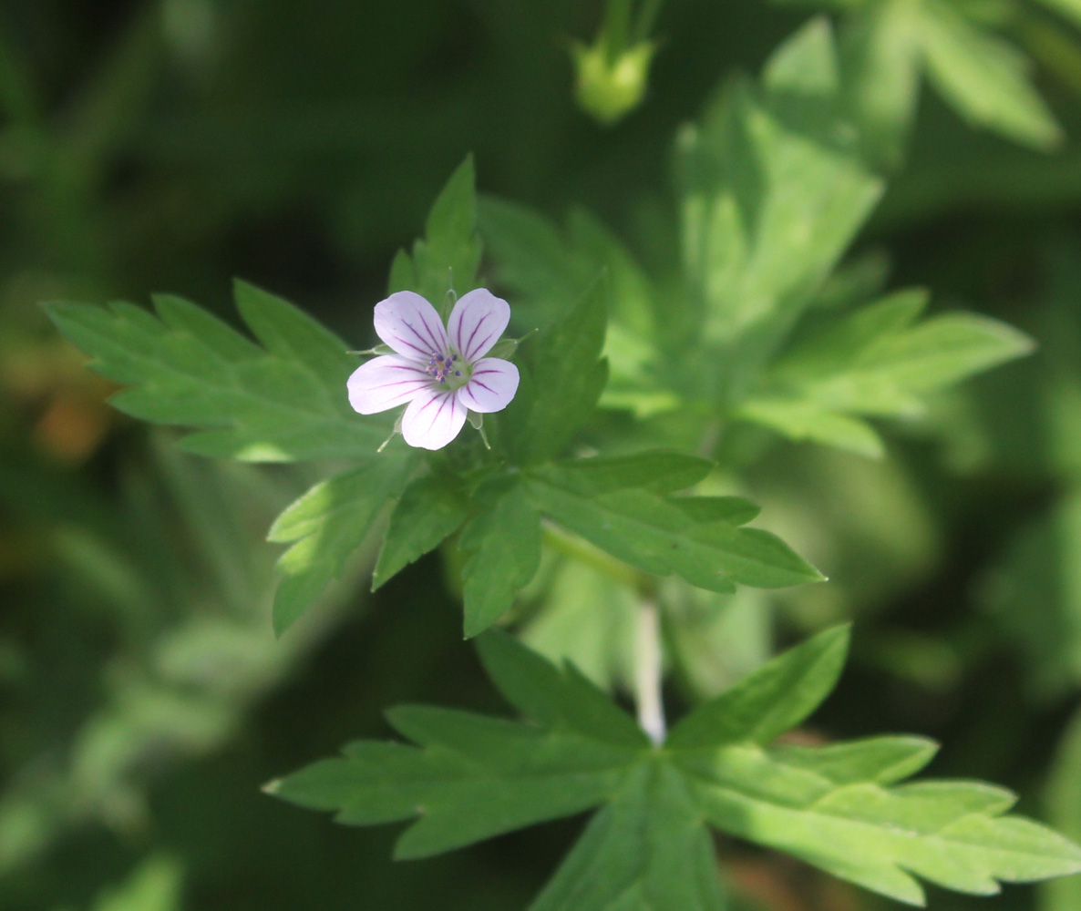 Image of Geranium sibiricum specimen.