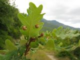 Quercus pubescens. Верхушка ветви с почками и галлами на листе. Краснодарский край, окр. г. Геленджик, склон прибрежной горы, арчевник. 31.07.2013.