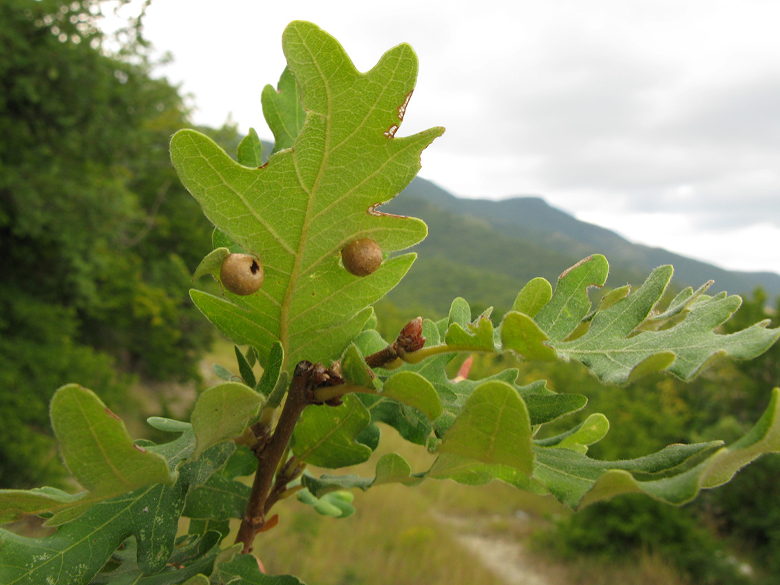 Изображение особи Quercus pubescens.