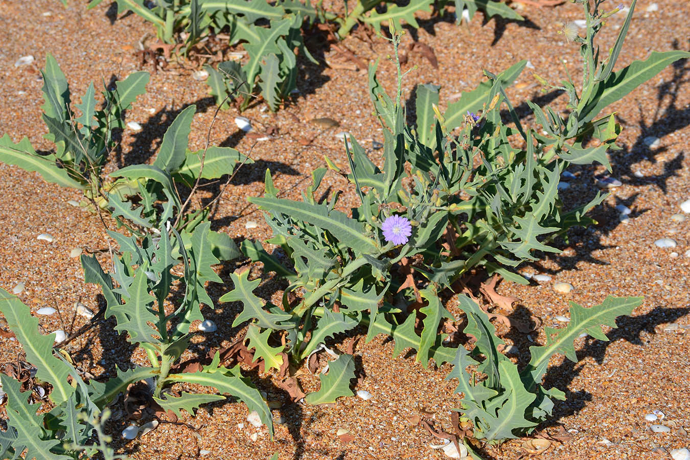 Image of Lactuca tatarica specimen.