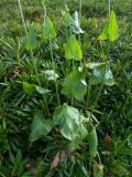 Rumex arifolius