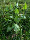 Rumex arifolius