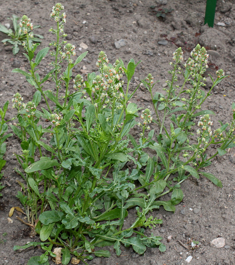 Image of Reseda odorata specimen.