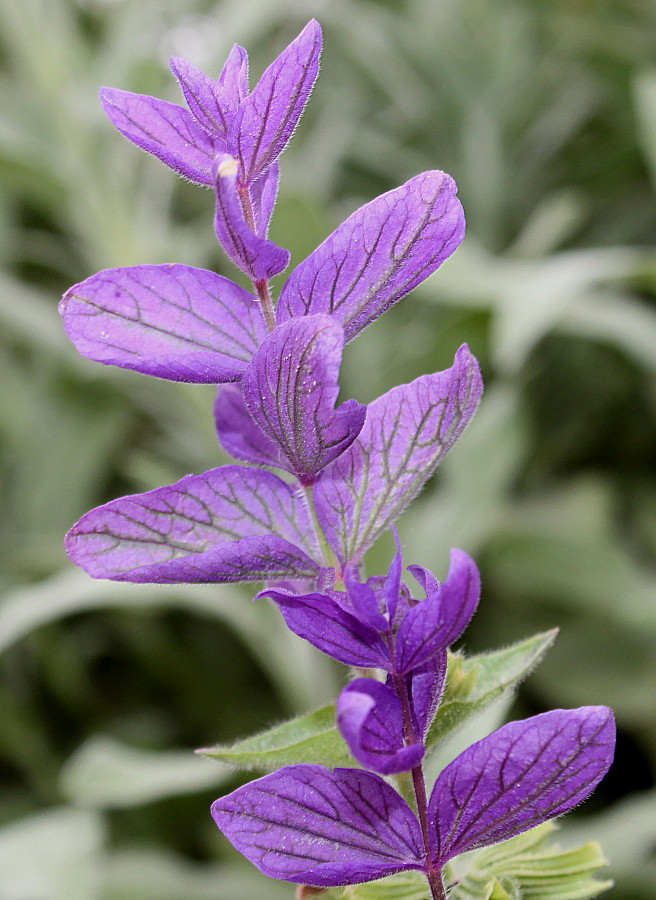 Изображение особи Salvia viridis.