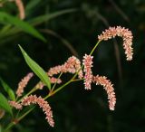 Persicaria lapathifolia. Верхушка побега с соцветиями. Московская обл., Раменский р-н, окр. ж.-д. платформы Хрипань, окраина поля. 12.09.2013.