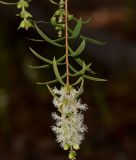 Melaleuca linariifolia