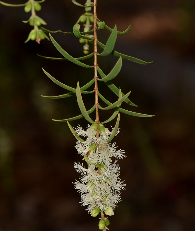 Image of Melaleuca linariifolia specimen.