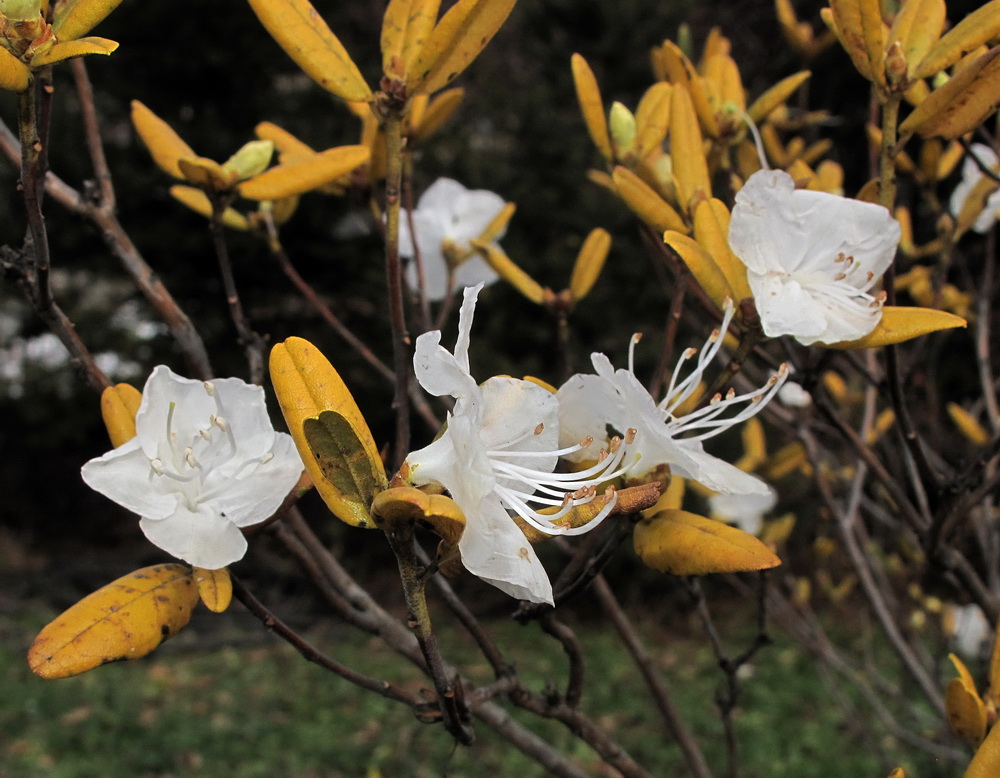 Изображение особи род Rhododendron.