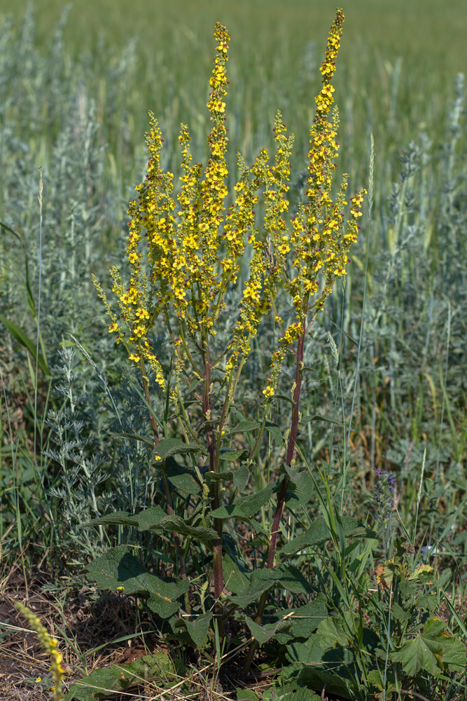 Изображение особи Verbascum marschallianum.