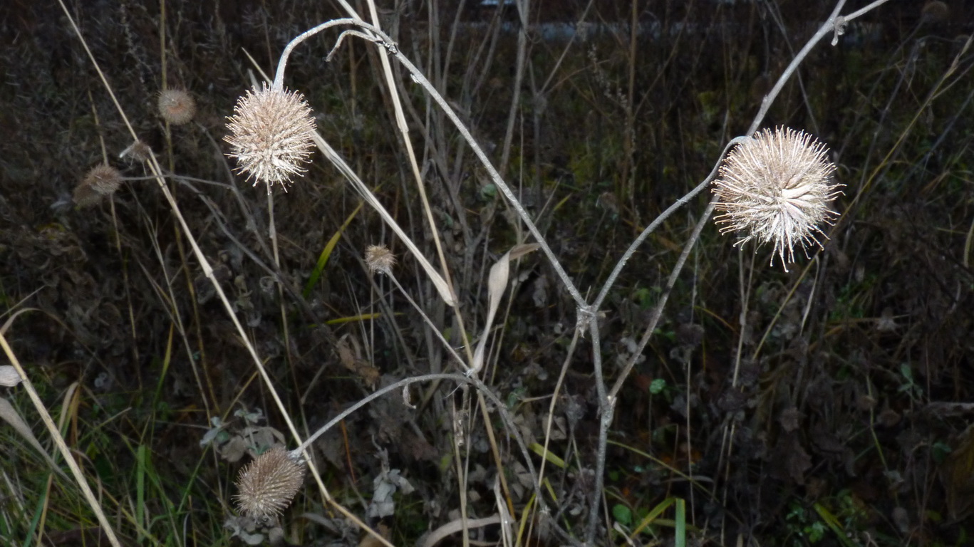 Изображение особи Geum aleppicum.