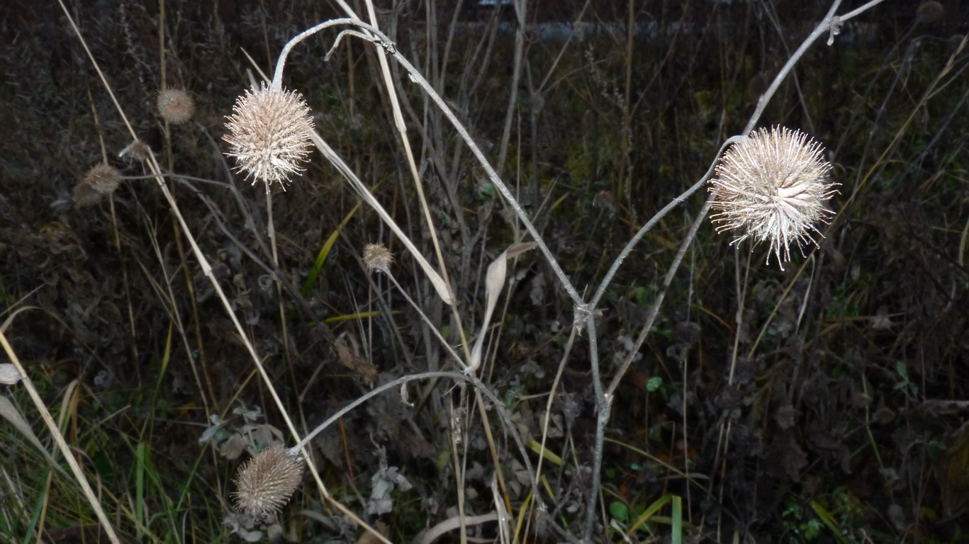 Image of Geum aleppicum specimen.