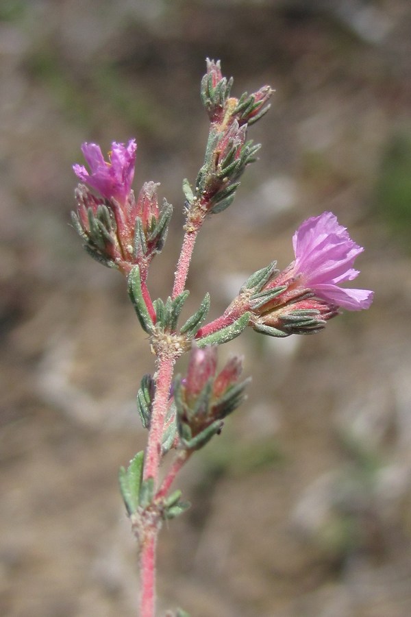 Image of Frankenia hirsuta specimen.