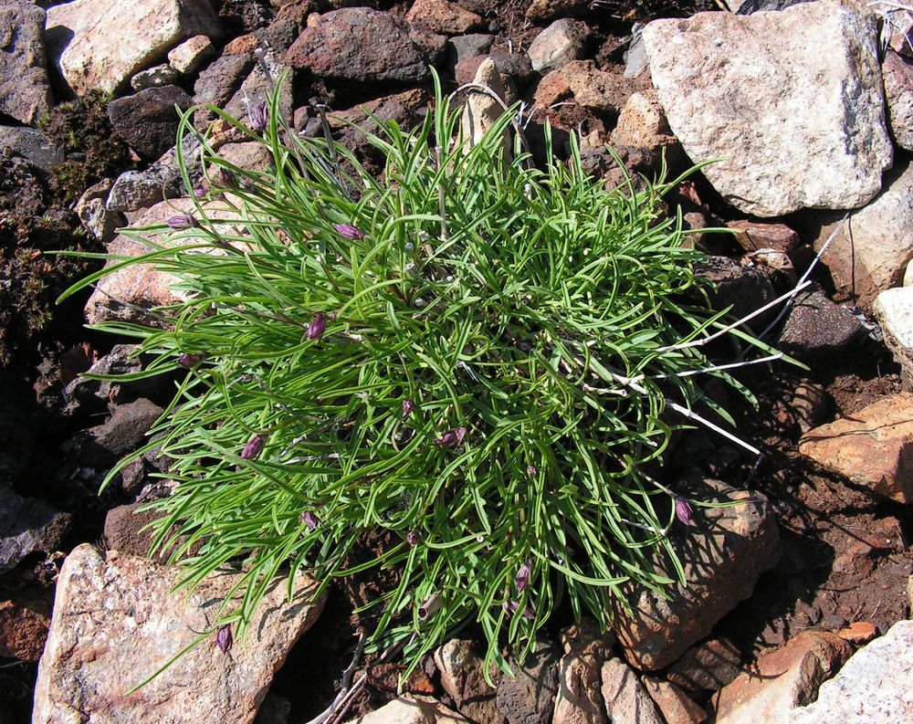Image of Silene stenophylla specimen.