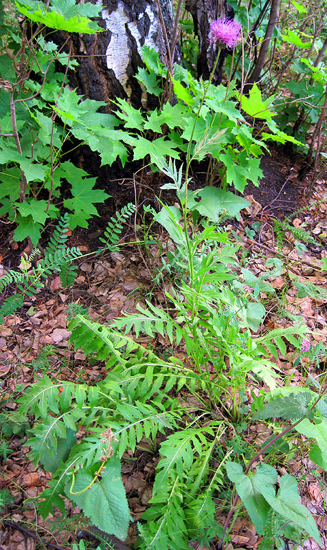 Image of Klasea gmelinii specimen.