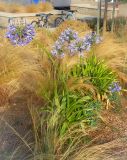 Agapanthus africanus. Цветущее растение. Франция, Бретань, Киберон, клумба на набережной. 25.07.2013.