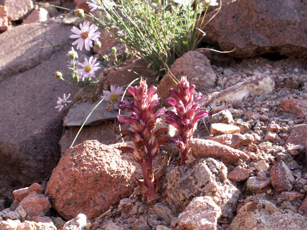 Image of Orobanche hansii specimen.