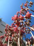 Kalanchoe daigremontiana