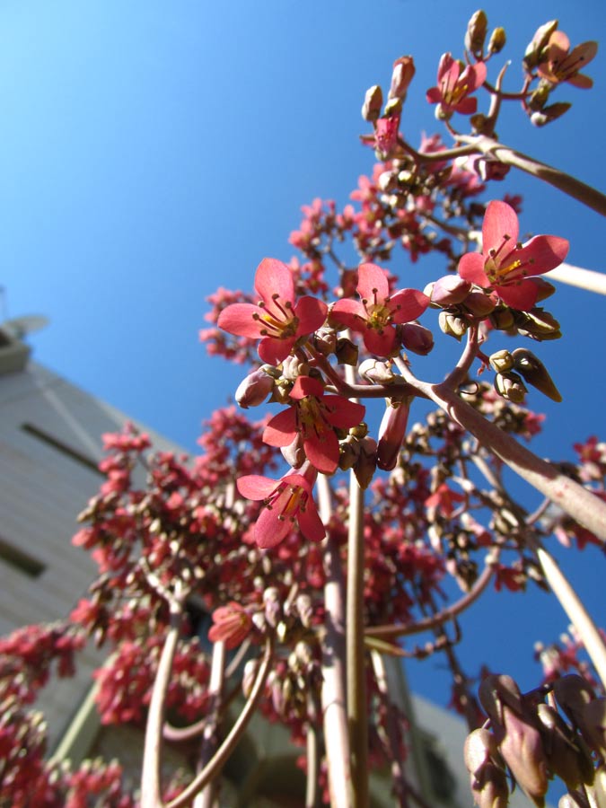 Image of Kalanchoe daigremontiana specimen.