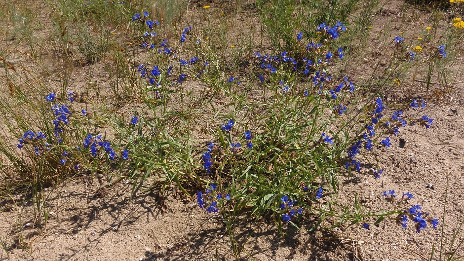 Image of Anchusa gmelinii specimen.