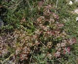 Microthlaspi perfoliatum. Растение с цветками и плодами. Крым, Ялтинский горно-лесной природный заповедник, Ай-Петри. 23.05.2013.