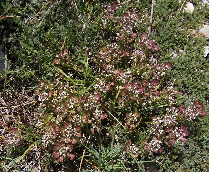 Image of Microthlaspi perfoliatum specimen.