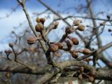 Cornus mas