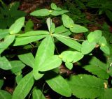 Euphorbia dulcis