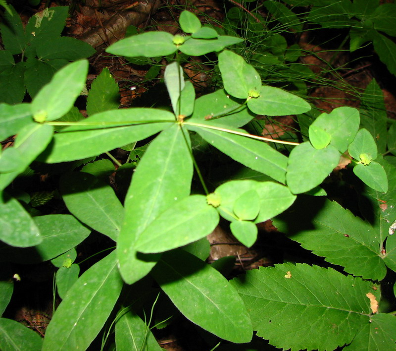 Image of Euphorbia dulcis specimen.