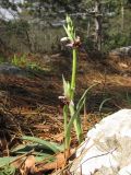 Ophrys oestrifera