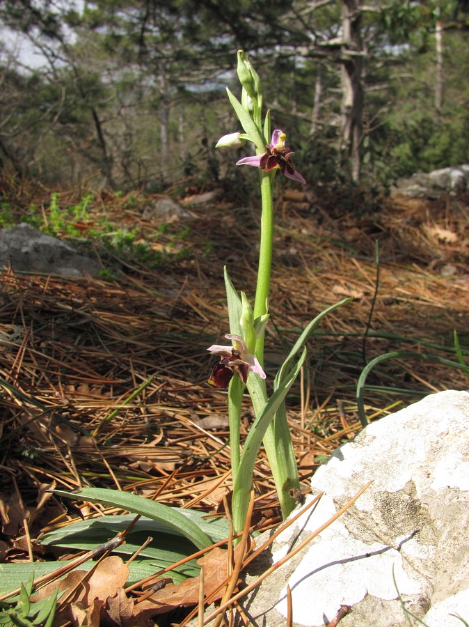 Image of Ophrys oestrifera specimen.