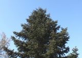 Abies cephalonica. Верхняя часть кроны. Германия, г. Дюссельдорф, Ботанический сад университета. 10.03.2014.