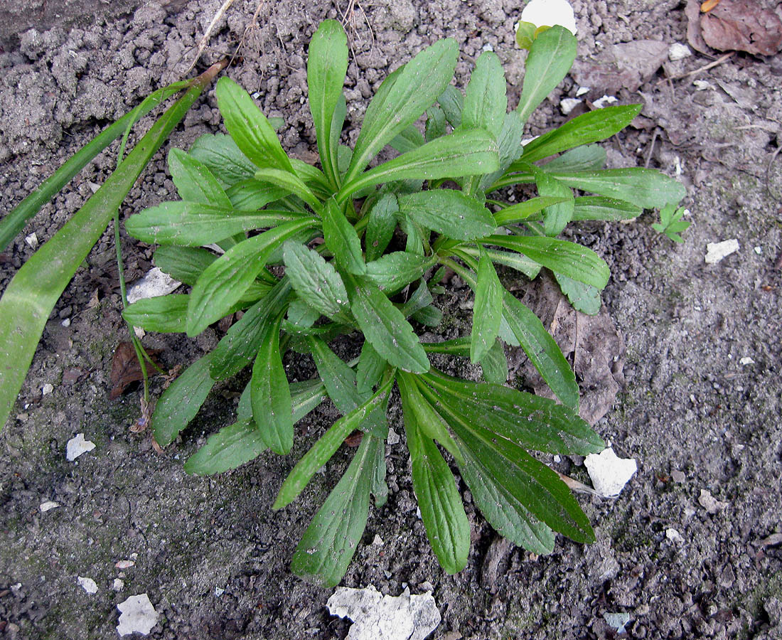 Изображение особи род Solidago.