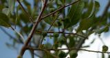Cupaniopsis anacardioides. Часть ветки с соплодием. Израиль, г. Кирьят-Оно, уличное озеленение. 13.03.2014.