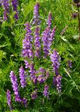 Vicia tenuifolia