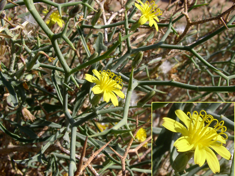 Image of Launaea spinosa specimen.