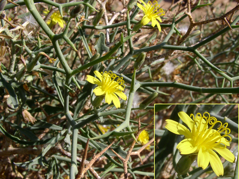 Изображение особи Launaea spinosa.