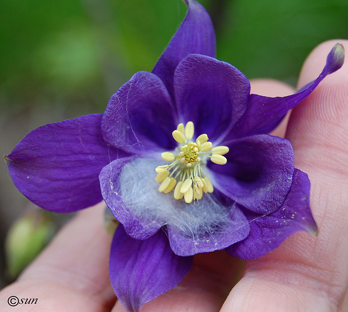 Изображение особи Aquilegia vulgaris.