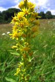 Solidago virgaurea
