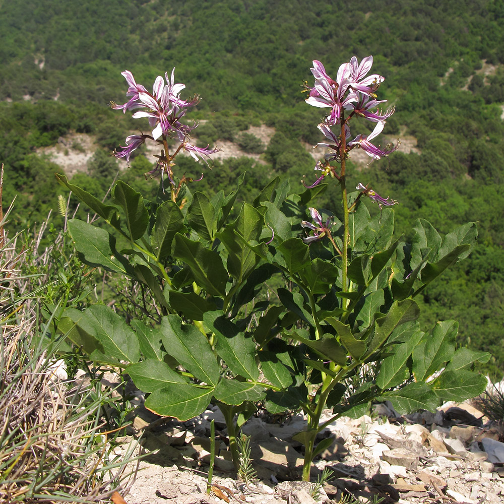 Изображение особи Dictamnus caucasicus.