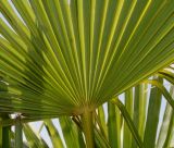 Trachycarpus fortunei. Основание листа (нижняя сторона). Германия, г. Дюссельдорф, Ботанический сад университета. 04.05.2014.