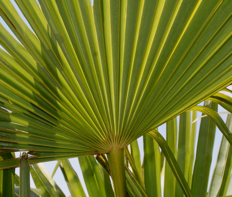 Изображение особи Trachycarpus fortunei.