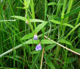 Scutellaria galericulata