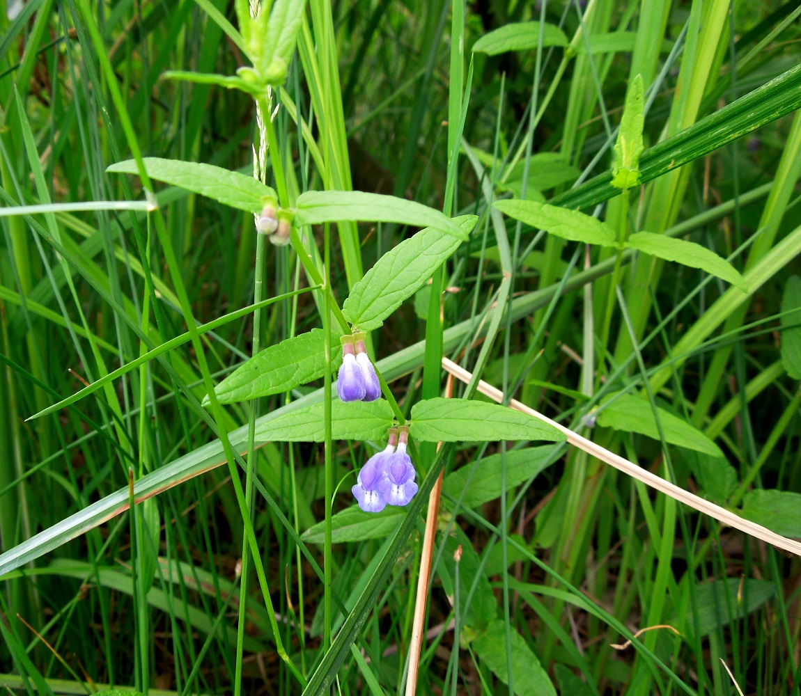 Image of Scutellaria galericulata specimen.