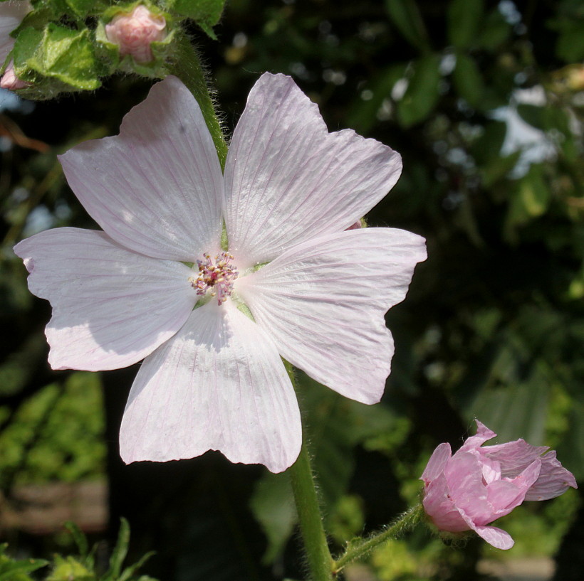 Изображение особи Malva moschata.
