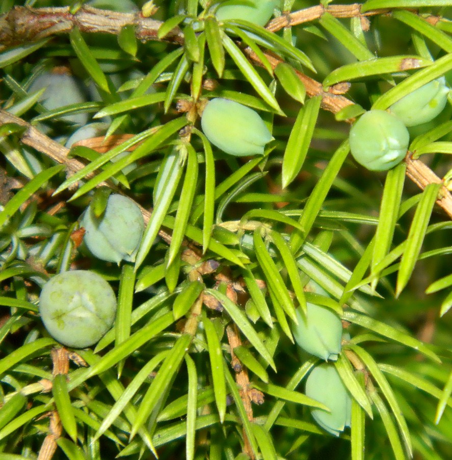Image of Juniperus communis specimen.