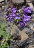 Nepeta supina