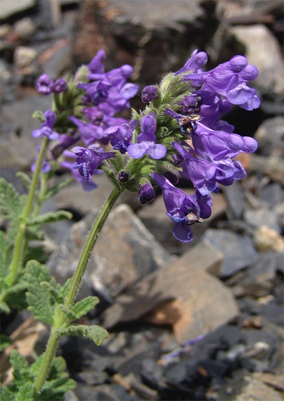 Изображение особи Nepeta supina.