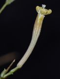 Silene linearis