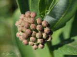 Asclepias syriaca