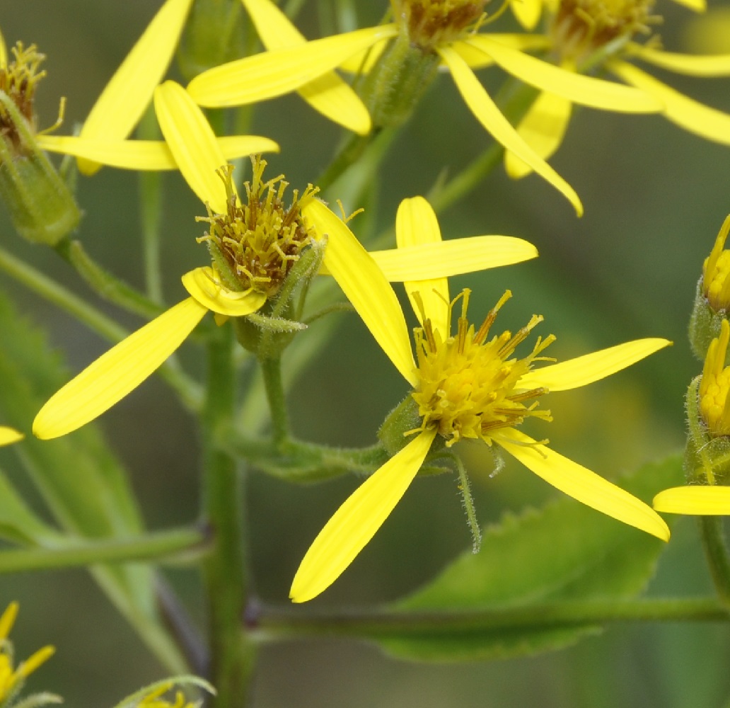 Image of Senecio hercynicus ssp. dalmaticus specimen.